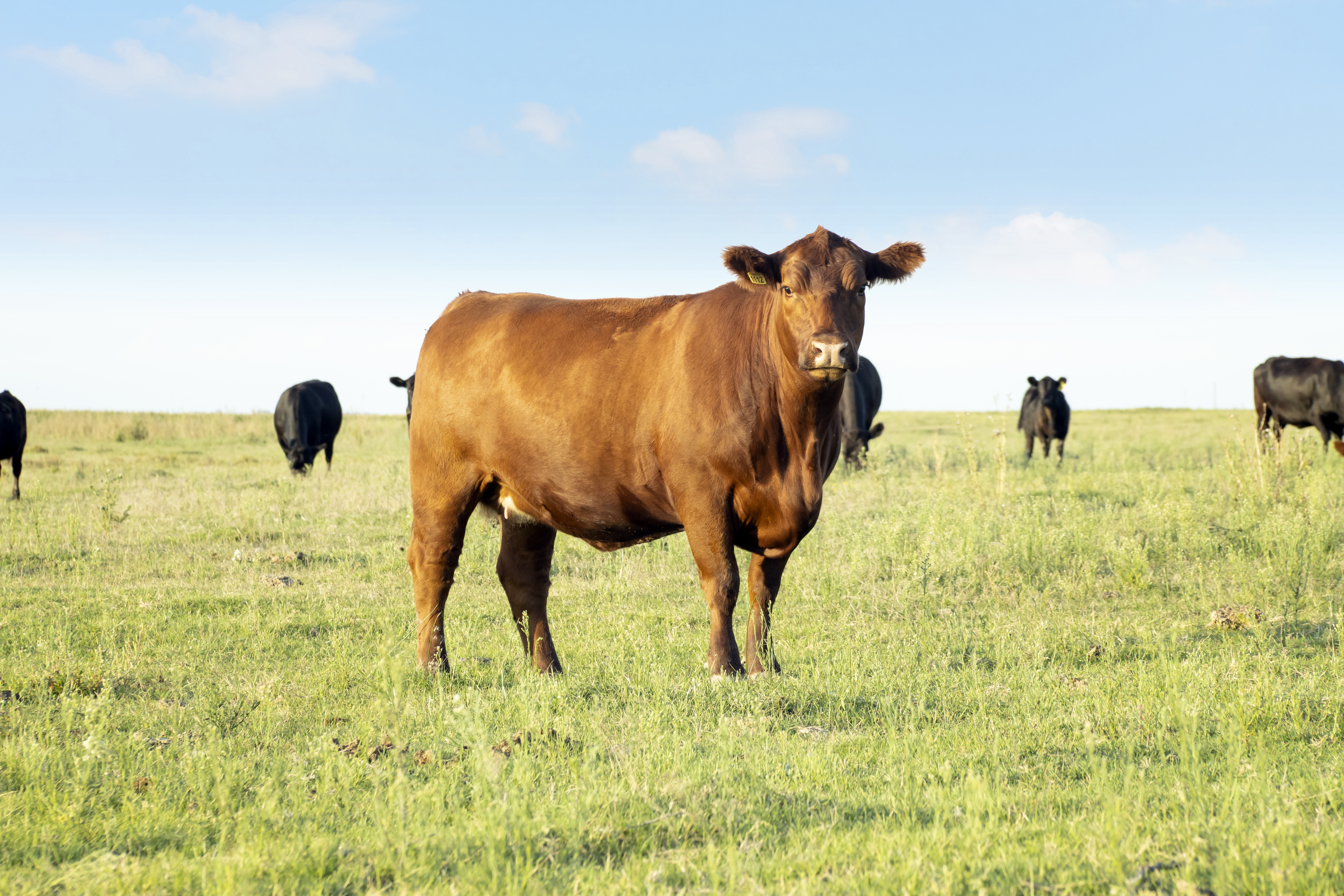 Argentina — Novillo premium, programas Angus y de grano